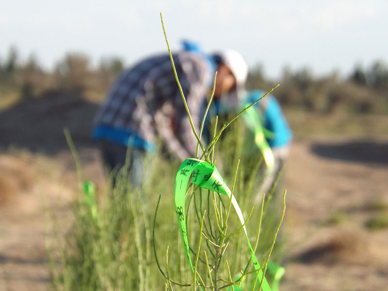 7��14����������ҁ��������֌���ٛ(z��ng)�ߵľG�z��ϵ��������������ͽz����ꖹ����ҫ���W���Gɫ�Ĺ�â��