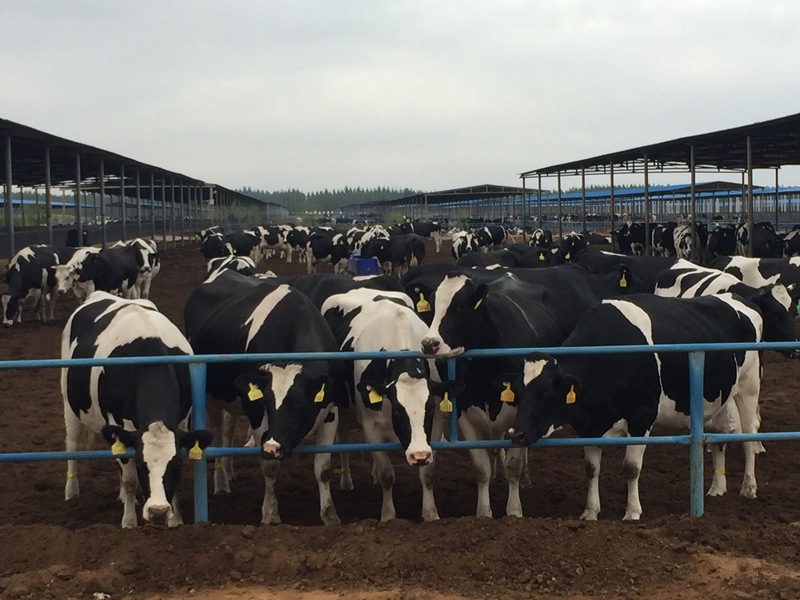 ���w��ɳĮ�ｨ�O����ţ����