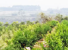 �������ܵ��l(xi��ng)�����ǰ���ӷ��s����������ؚ�F����С����ͨ�^���������(y��u)���Ľ�(j��ng)��(j��)��������׃��ؚ�F��ò������̽۴��S������ɵ��r(n��ng)��@�����S������롭