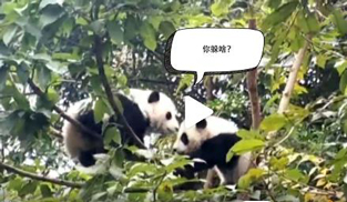 �L�L��̫�ɐ�����С��ȫ�̡���ĸЦ����