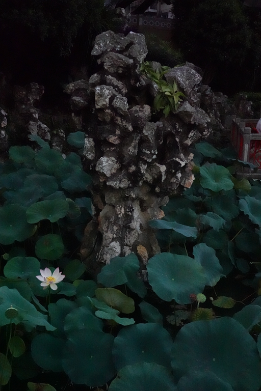 盧廉若公園的假山石。人民網(wǎng) 唐佳 攝