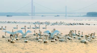 安徽銅陵：生態(tài)好 候鳥至