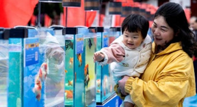 新春賞金魚(yú)